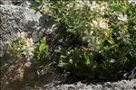 Potentilla caulescens subsp. petiolulata (Gaudin) Nyman