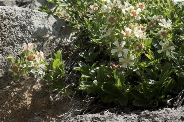 Potentilla caulescens subsp. petiolulata (Gaudin) Nyman