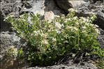 Potentilla caulescens subsp. petiolulata (Gaudin) Nyman