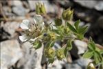 Potentilla caulescens subsp. petiolulata (Gaudin) Nyman