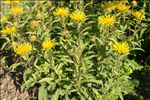 Inula hirta L.