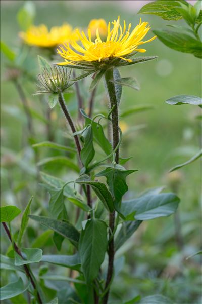 Inula hirta L.