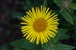 Inula hirta L.