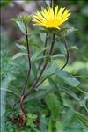 Inula hirta L.