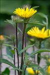 Inula hirta L.