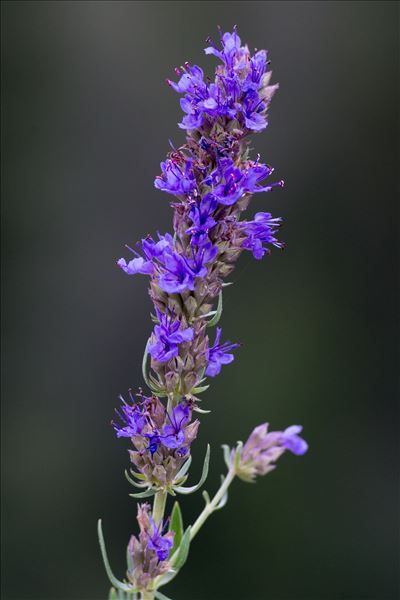 Hyssopus officinalis L. subsp. officinalis