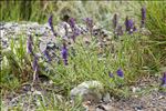 Hyssopus officinalis L. subsp. officinalis