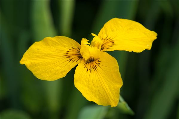 Iris pseudacorus L.