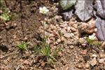 Sagina subulata subsp. revelierei (Jord. & Fourr.) Rouy & Foucaud