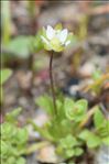 Sagina subulata subsp. subulata var. gracilis Foucaud & Simon