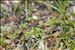 Sagina subulata subsp. subulata var. gracilis Foucaud & Simon