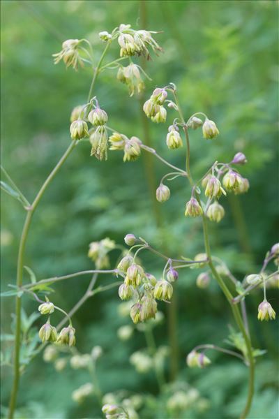 Thalictrum minus subsp. majus (Crantz) Hook.f.