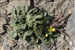 Brassica repanda (Willd.) DC. subsp. repanda