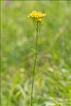 Jacobaea adonidifolia (Loisel.) Pelser & Veldkamp