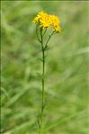 Jacobaea adonidifolia (Loisel.) Pelser & Veldkamp