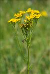 Jacobaea adonidifolia (Loisel.) Pelser & Veldkamp