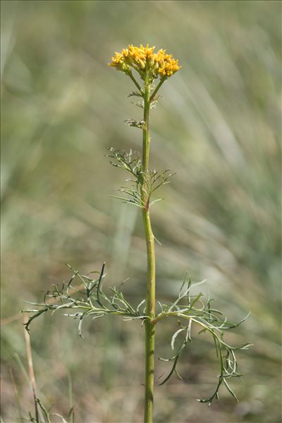 Jacobaea adonidifolia (Loisel.) Pelser & Veldkamp