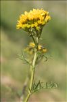 Jacobaea adonidifolia (Loisel.) Pelser & Veldkamp