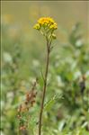 Jacobaea adonidifolia (Loisel.) Pelser & Veldkamp