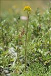 Jacobaea adonidifolia (Loisel.) Pelser & Veldkamp