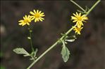 Jacobaea aquatica (Hill) G.Gaertn., B.Mey. & Scherb.