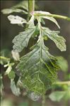 Jacobaea aquatica (Hill) G.Gaertn., B.Mey. & Scherb.