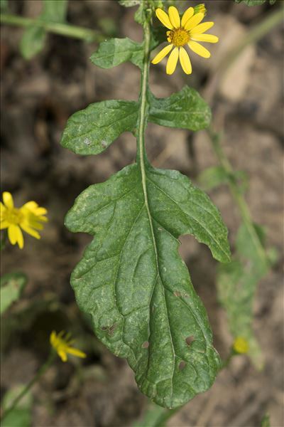 Jacobaea aquatica (Hill) G.Gaertn., B.Mey. & Scherb.