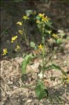 Jacobaea aquatica (Hill) G.Gaertn., B.Mey. & Scherb.