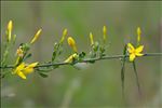 Jasminum fruticans L.