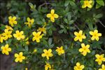 Jasminum fruticans L.