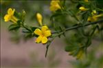 Jasminum fruticans L.