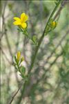 Jasminum fruticans L.