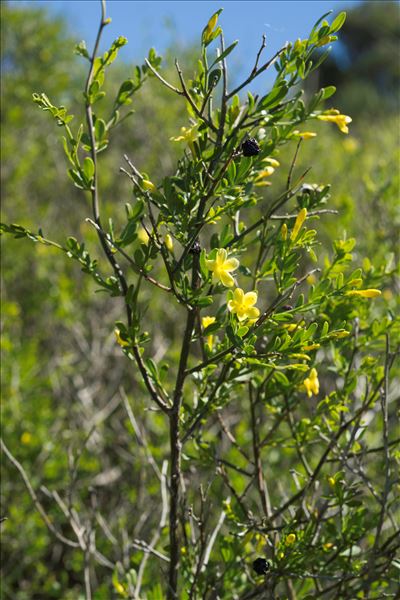 Jasminum fruticans L.