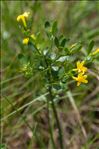 Jasminum fruticans L.