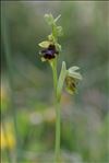 Ophrys aymoninii (Breistr.) Buttler