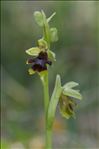 Ophrys aymoninii (Breistr.) Buttler