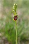 Ophrys aymoninii (Breistr.) Buttler