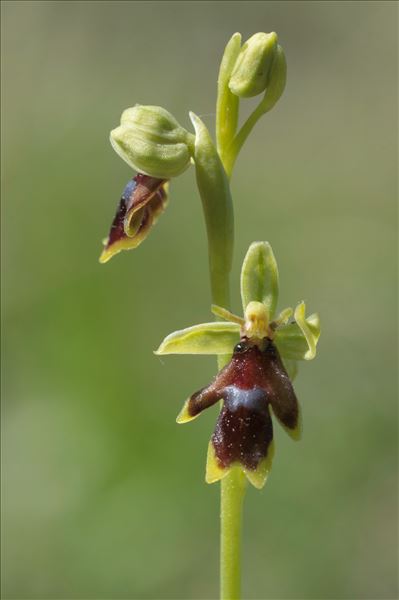 Ophrys aymoninii (Breistr.) Buttler