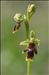 Ophrys aymoninii (Breistr.) Buttler