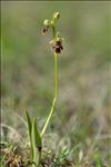 Ophrys aymoninii (Breistr.) Buttler