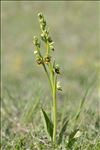 Ophrys aymoninii (Breistr.) Buttler