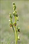 Ophrys aymoninii (Breistr.) Buttler