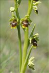 Ophrys aymoninii (Breistr.) Buttler