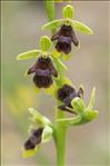 Ophrys aymoninii (Breistr.) Buttler