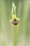 Ophrys aymoninii (Breistr.) Buttler