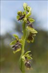 Ophrys aymoninii (Breistr.) Buttler