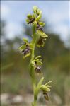 Ophrys aymoninii (Breistr.) Buttler