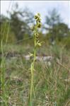 Ophrys aymoninii (Breistr.) Buttler