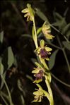 Ophrys aymoninii (Breistr.) Buttler