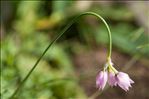 Allium narcissiflorum Vill.